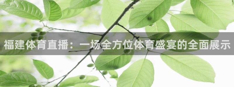 福建体育直播：一场全方位体育盛宴的全面展示